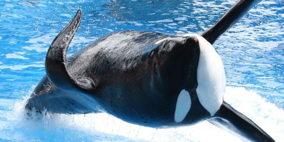 Tilikum The Orca Whale Has Die...