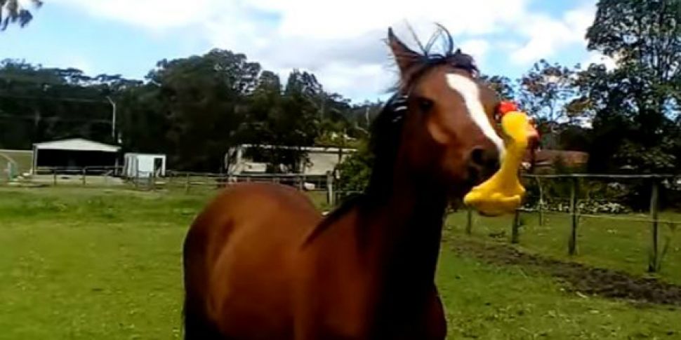 WATCH: This Horse Having An Ab...