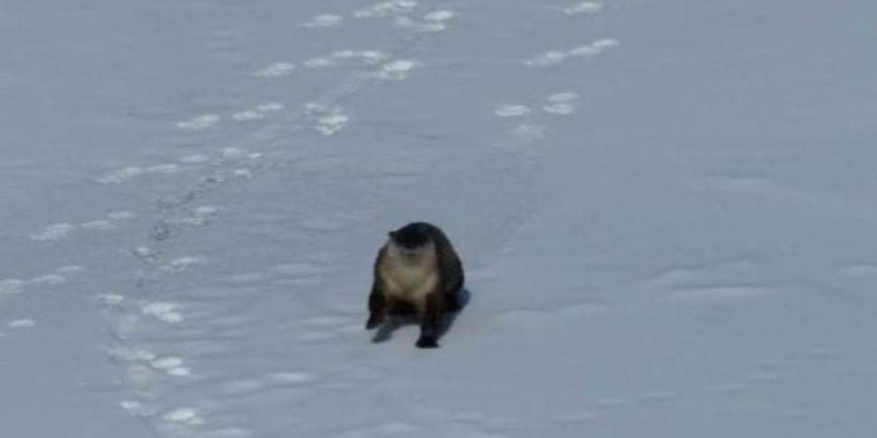 WATCH: This Otter Having The A...