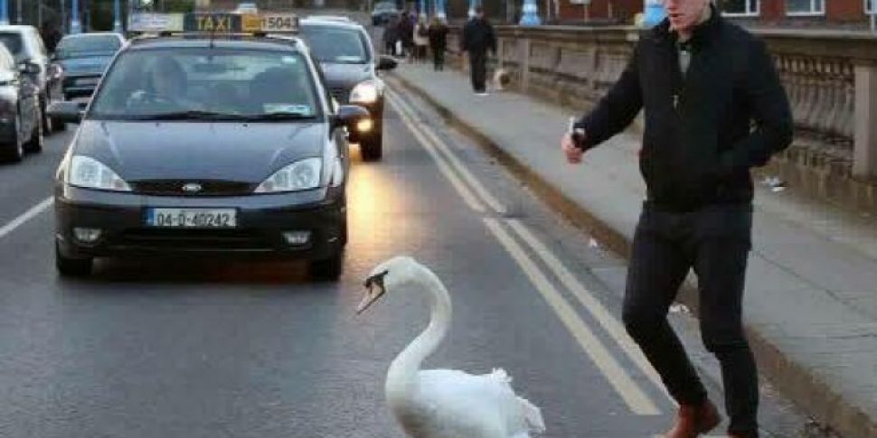 Limerick Man Helps Lost Swan