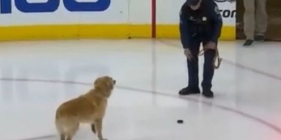 This Dog Playing Fetch On Ice...