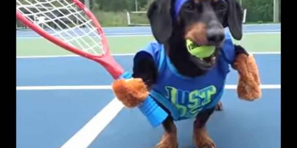 These Dogs Playing Tennis Is T...