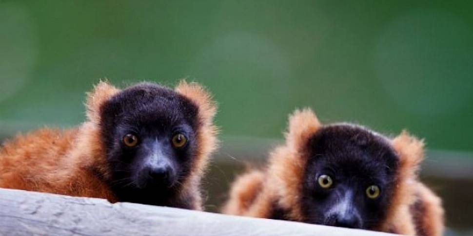 Two Lemur Pups Born At Dublin...