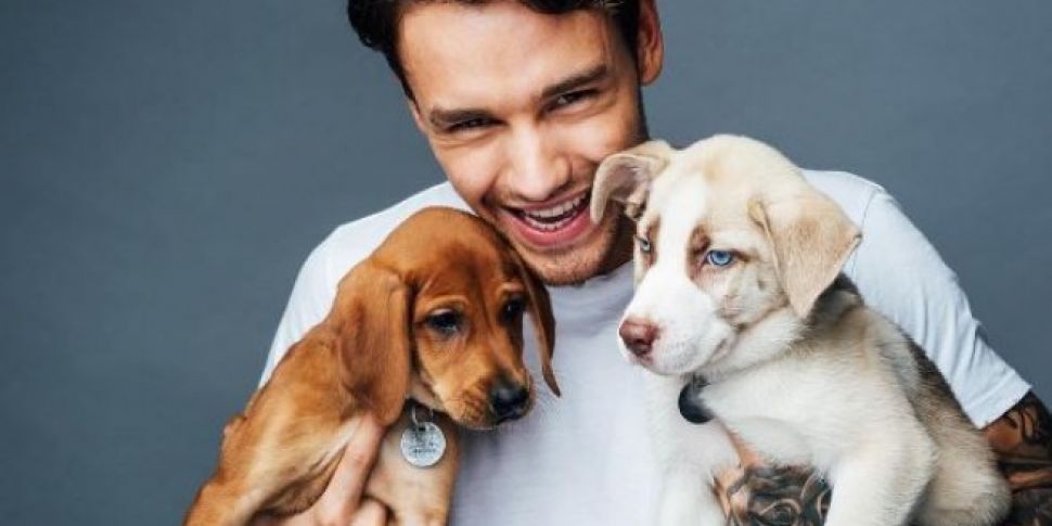 Liam Payne Plays With Puppies
