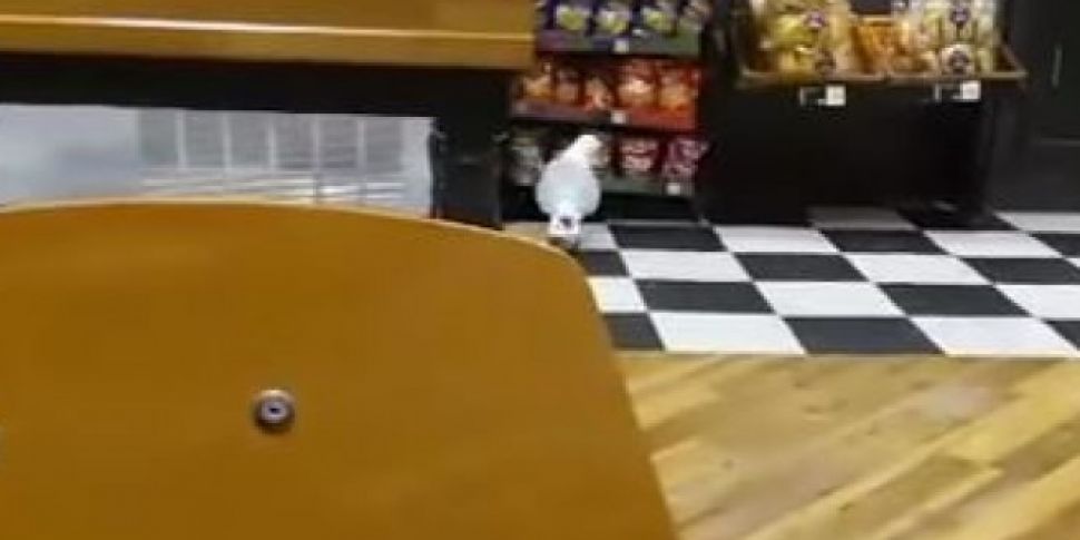 A Seagull Walks Into A Shop -...