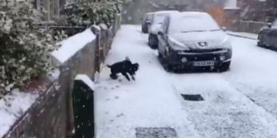 Dog Experiencing Snow For The...