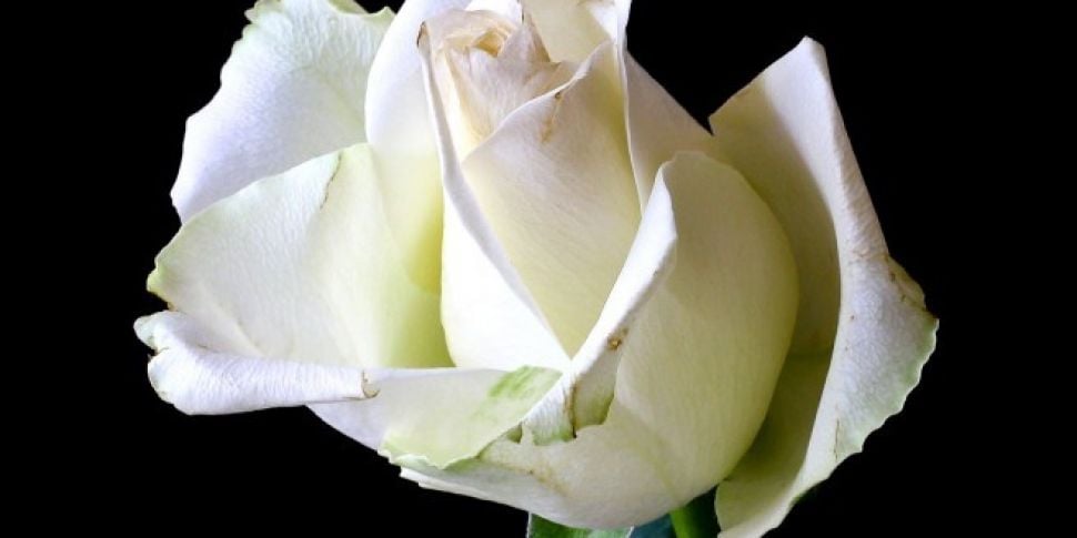 Artists Set To Wear White Rose...
