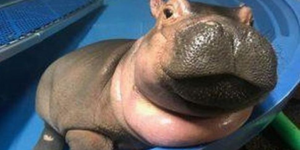 Fiona The Hippo Gets Asked On...