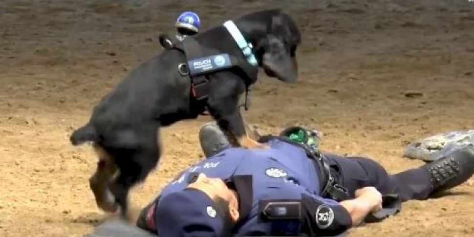 WATCH: Spanish Police Dog Perf...