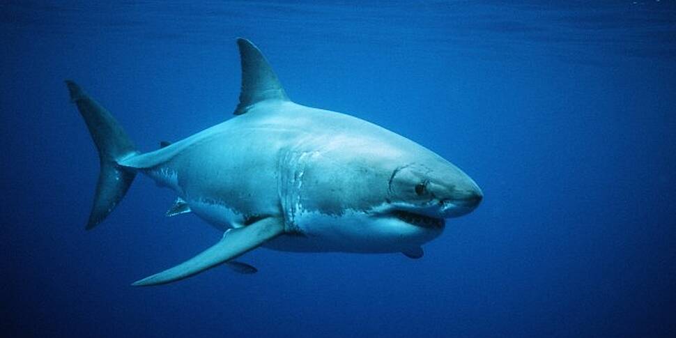 Girl Gets Bitten By Shark Whil...