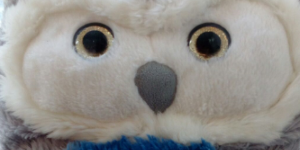Toy Owl Left Behind At Crumlin...