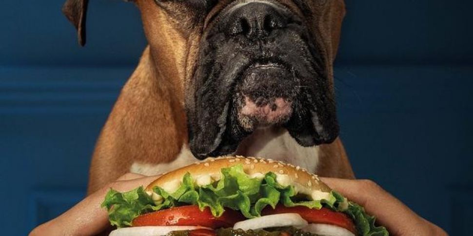Burger King Now Selling Dog Fo...