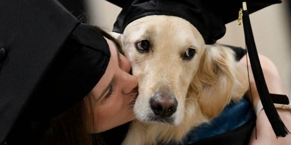 A Service Dog In New York Has...