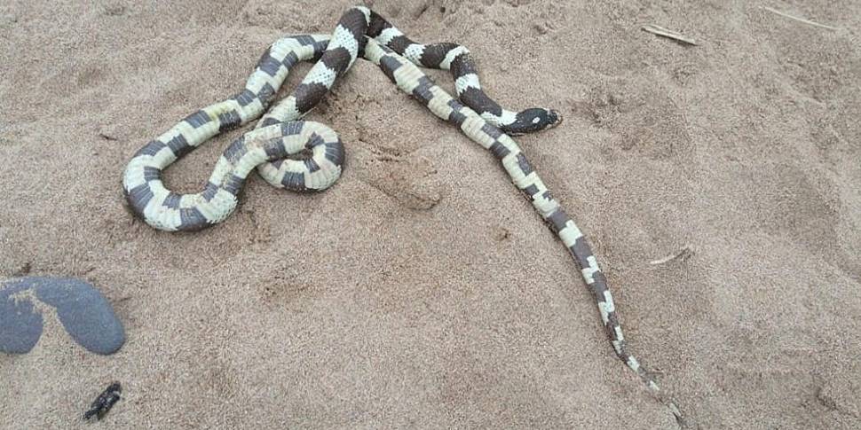 Snake Slithers Up On Cork Beac...