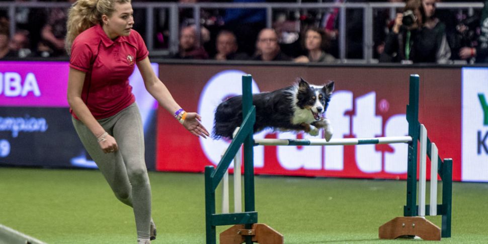 This Dog Loves Crufts More Tha...