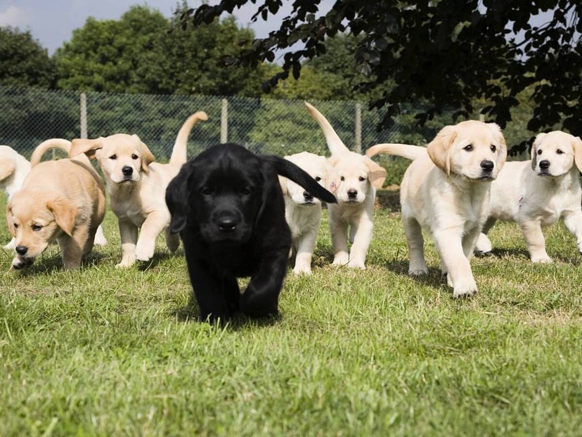 how much does it cost to train a guide dog in ireland