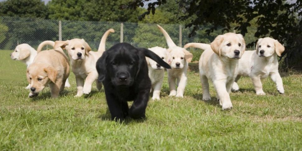 Irish Guide Dogs Are Looking F...