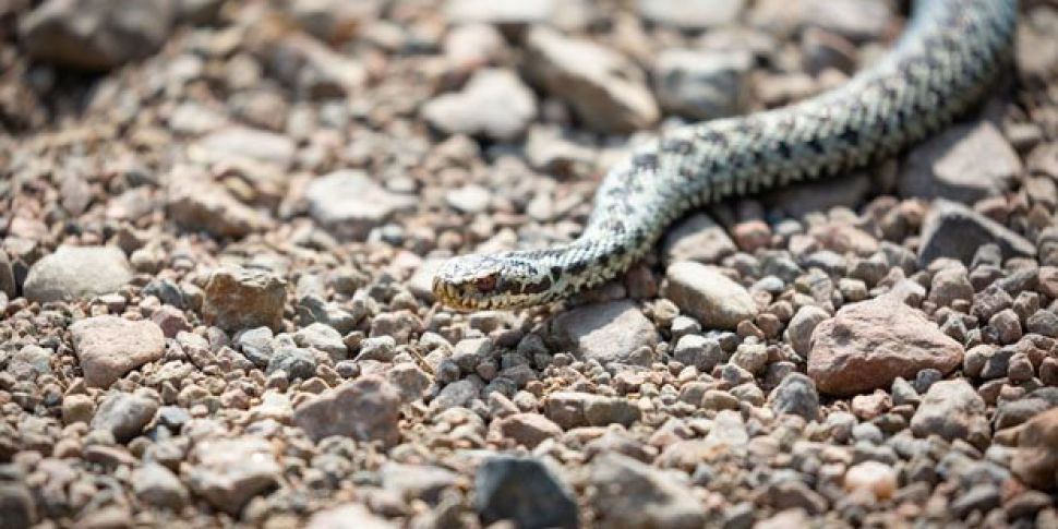 Snakes Are Invading British Be...