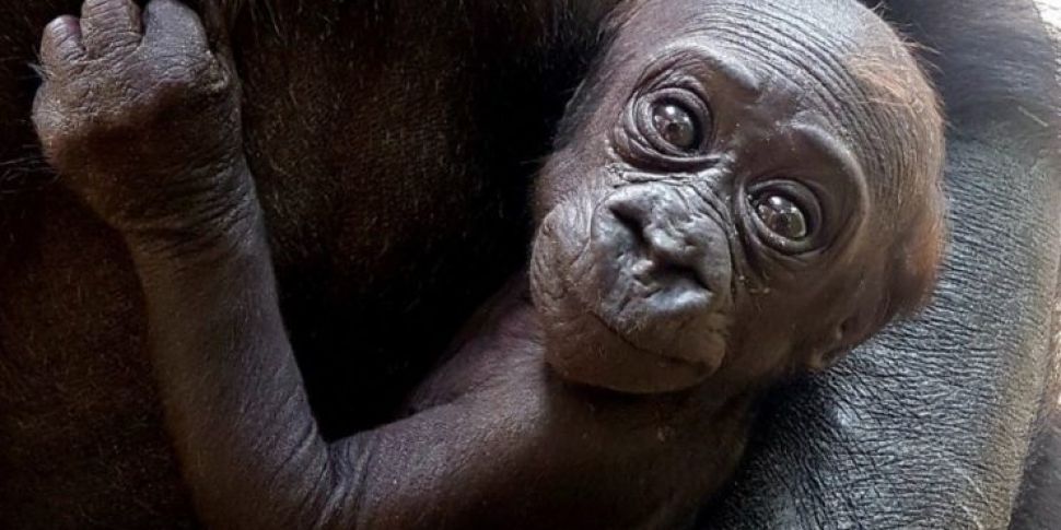 Dublin Zoo Need Help Naming Th...