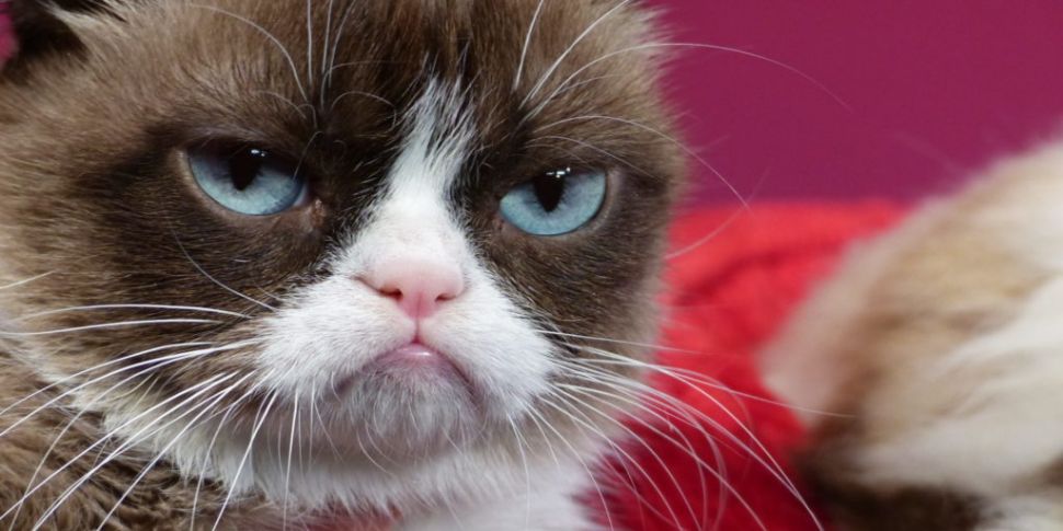 Internet Legend Grumpy Cat Has...