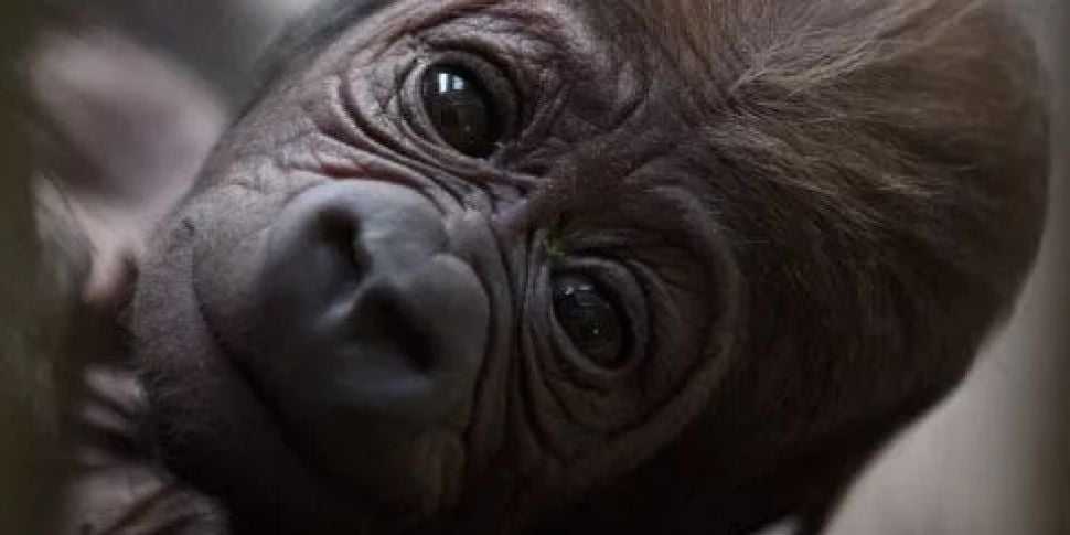 A Baby Gorilla Has Been Born A...