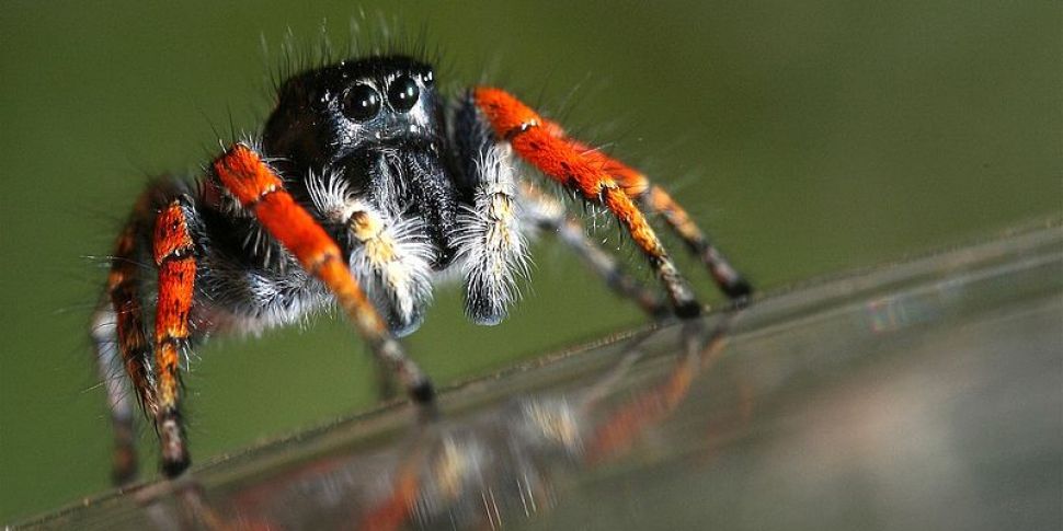 Jumping Spider Spotted In Dubl...