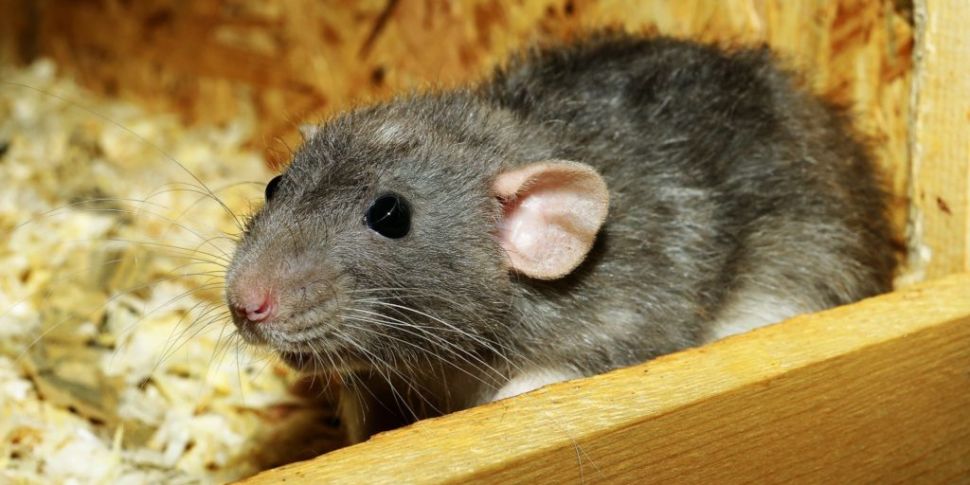 Pest Control Experts Say Rat P...