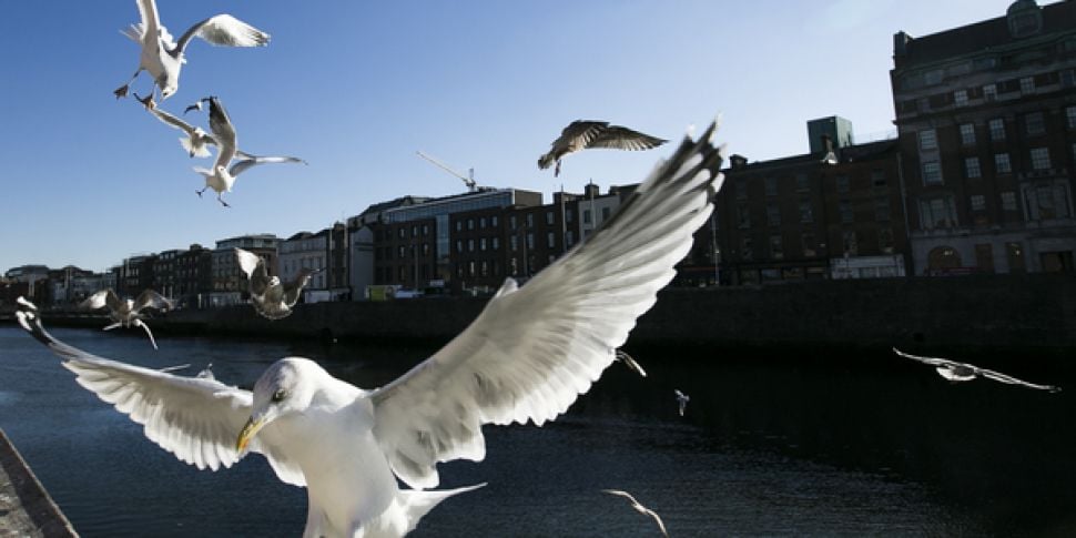Seagulls Missing From City Str...