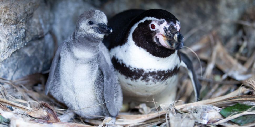 Two New Humboldt Penguin Chick...