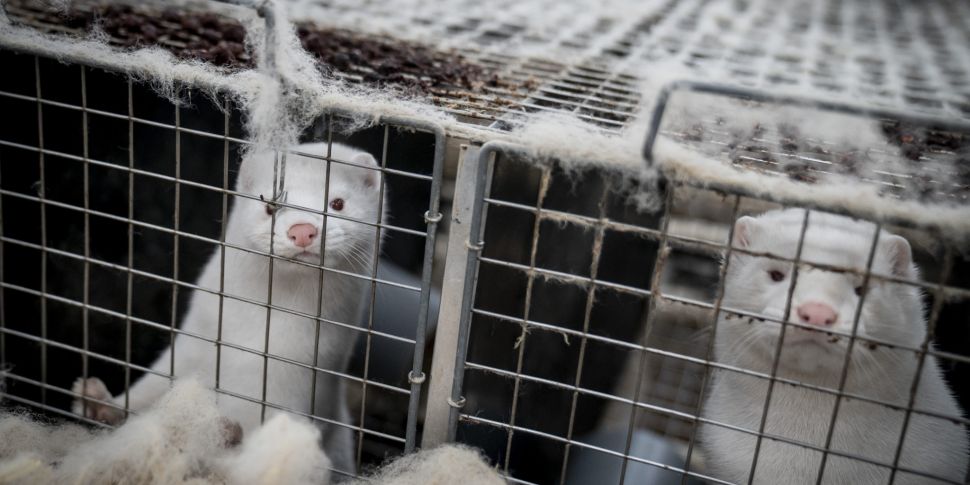 100,000 Mink To Be Culled To S...
