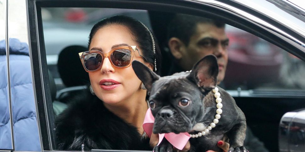 Lady Gaga's Dog Walker Reporte...