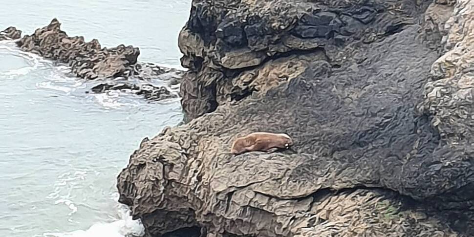 Arctic Walrus Spotted In Kerry...