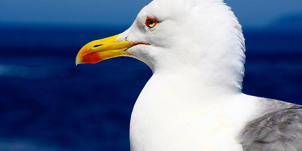 Don't Feed The Seagulls When O...