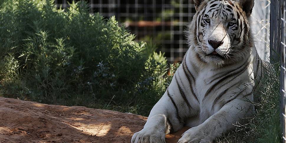 68 Big Cats Seized From Animal...