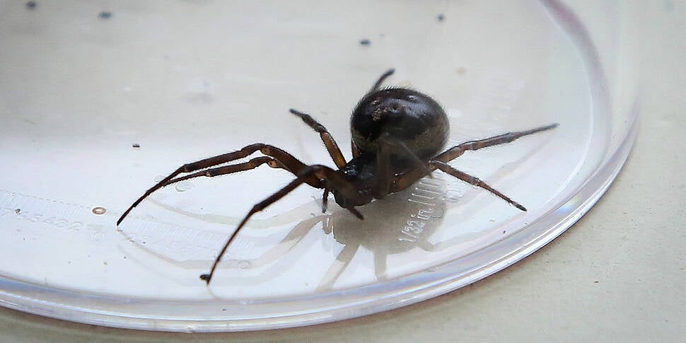 Study: Noble False Widow Spide...