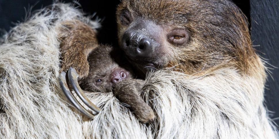 Baby Sloth Born At Fota Wildli...