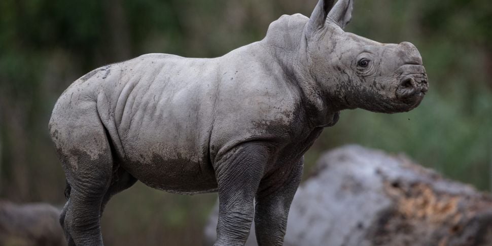 Rhino Calf Has Been Born At Du...