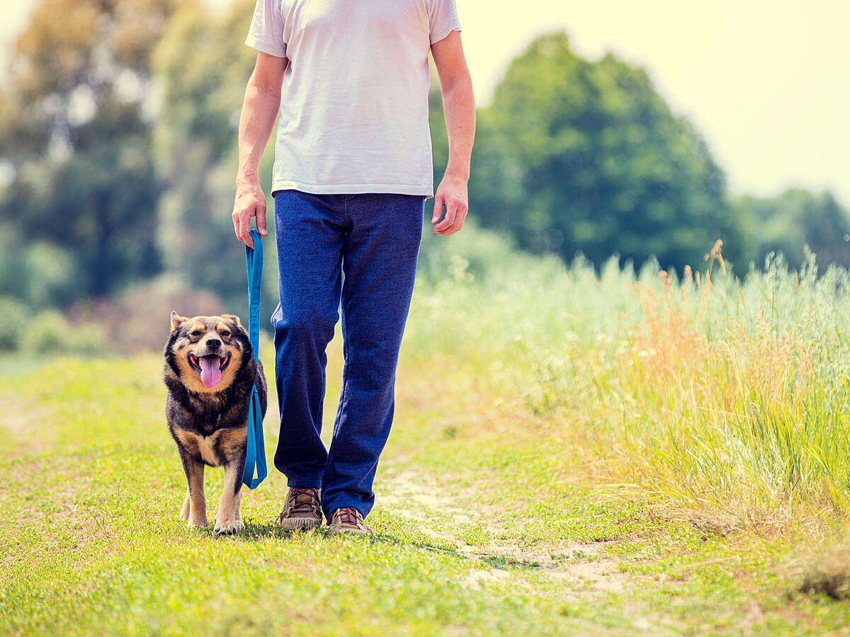 Dogs trust dog store walking