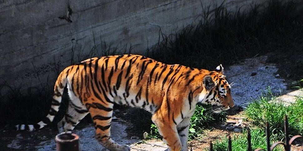 georgia zoo animals escape