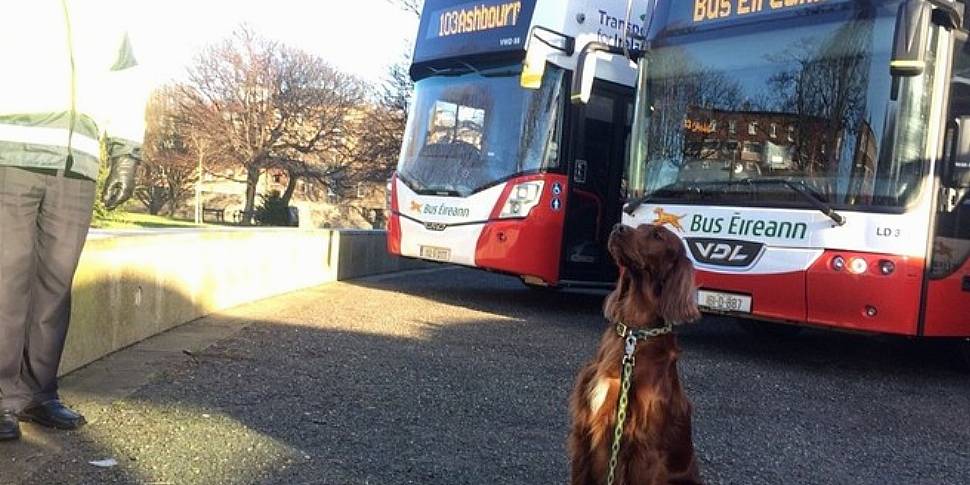 Bus sales eireann dog