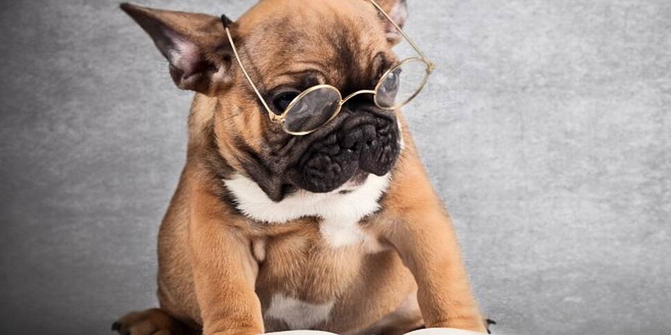 Are Dogs Actually Smarter Than other Animals? Are Dogs Actually Smarter Than other Animals?