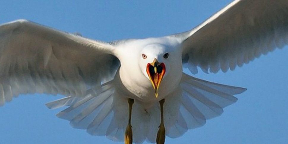 Women Recovering After Seagull Attack In Howth