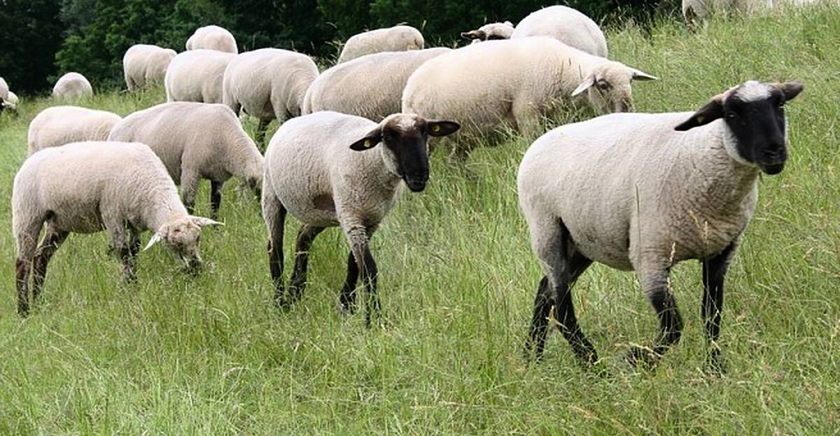 There Are Actually More Sheep Than People In Ireland