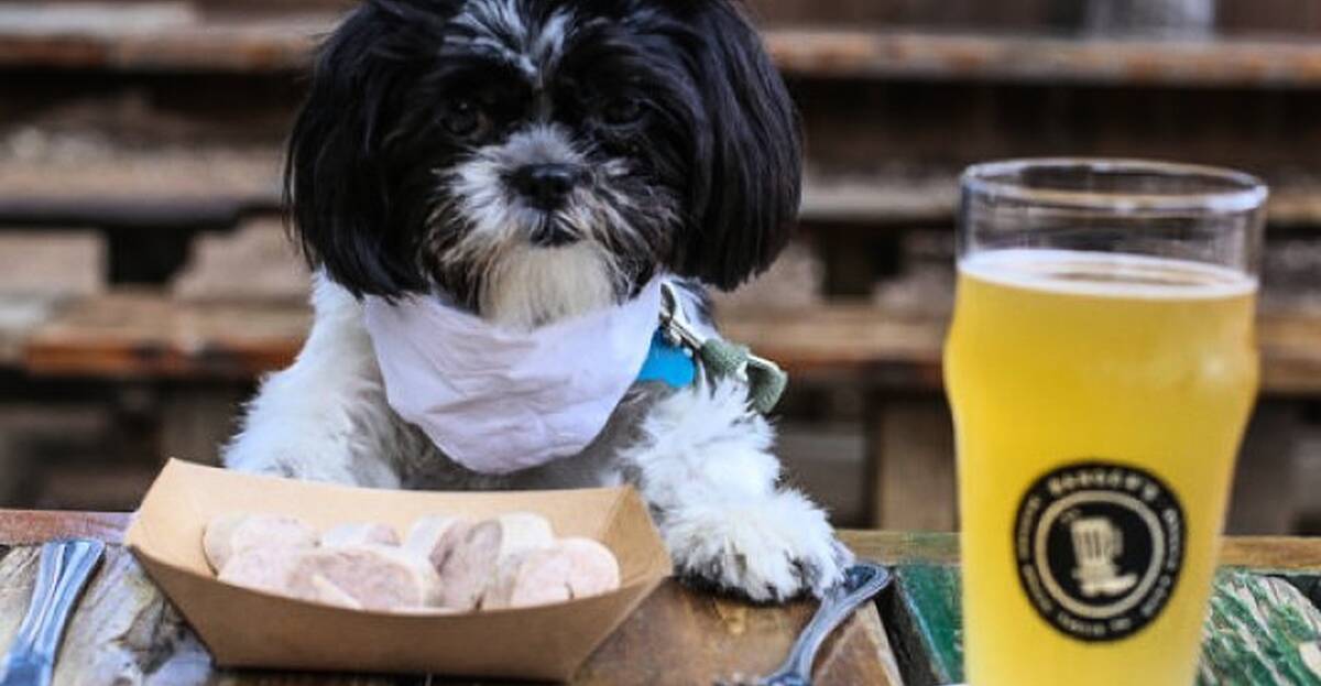 what is the law on dogs in restaurants