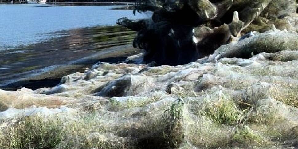 A Giant Spider Web is Engulfing A Greek Island And It's Terrifying