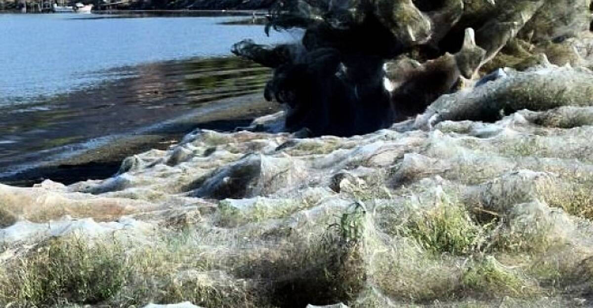 A Giant Spider Web is Engulfing A Greek Island And It's Terrifying