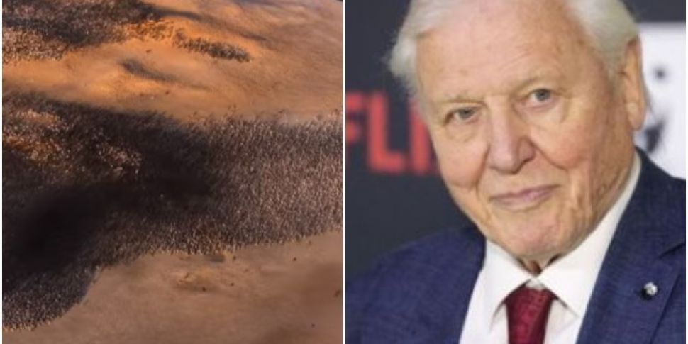 Sir David Attenborough Has A New Netflix Documentary