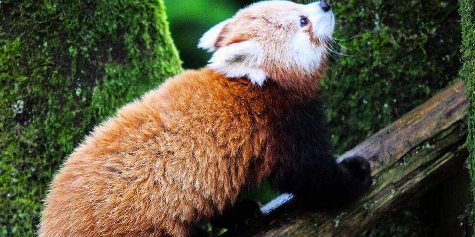 Missing Red Panda Found Safe I...