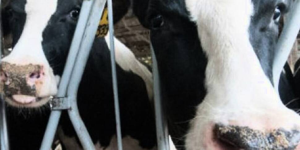 Talks Aimed At Resolving Beef...