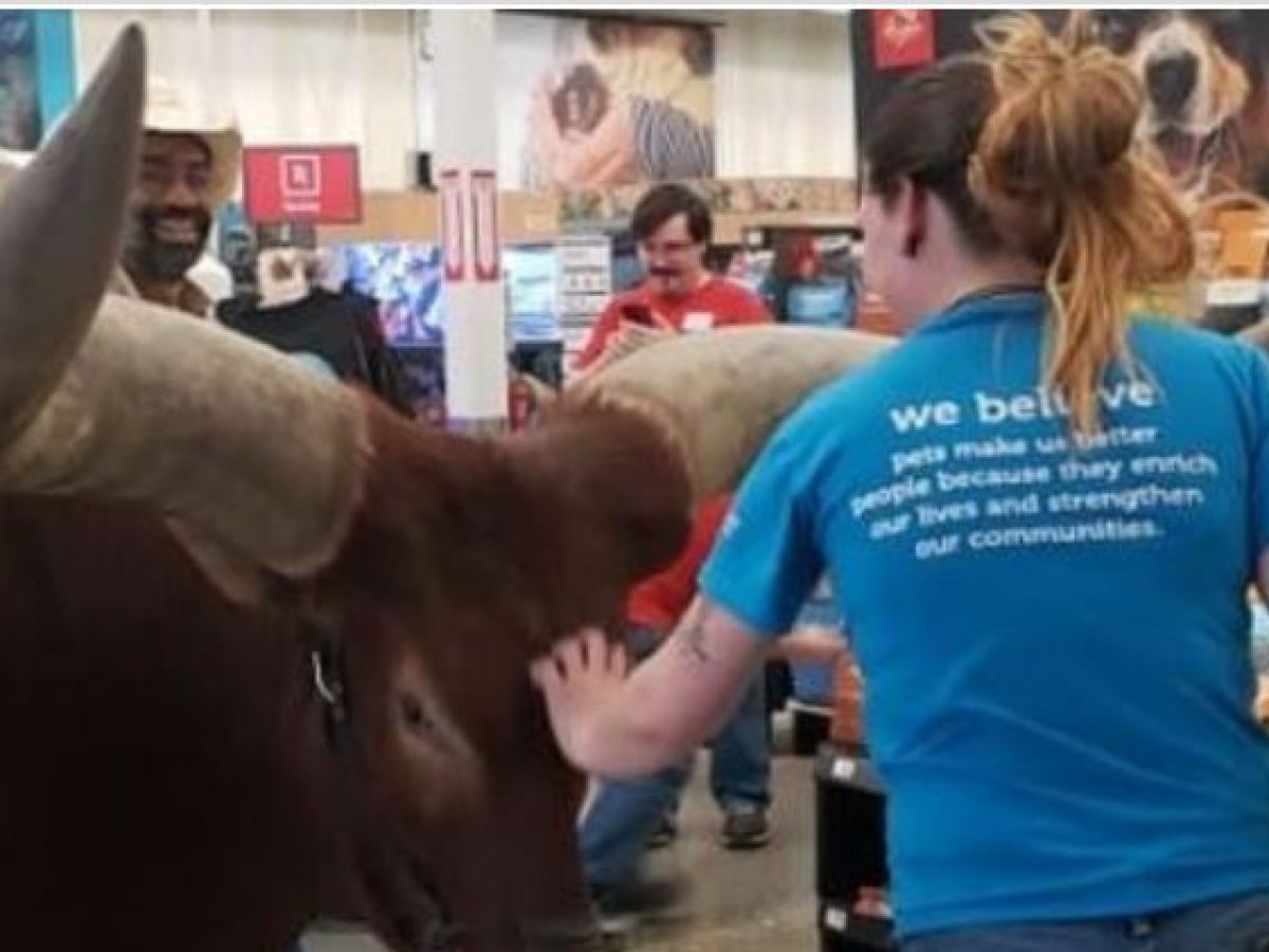 Steer in petco sale